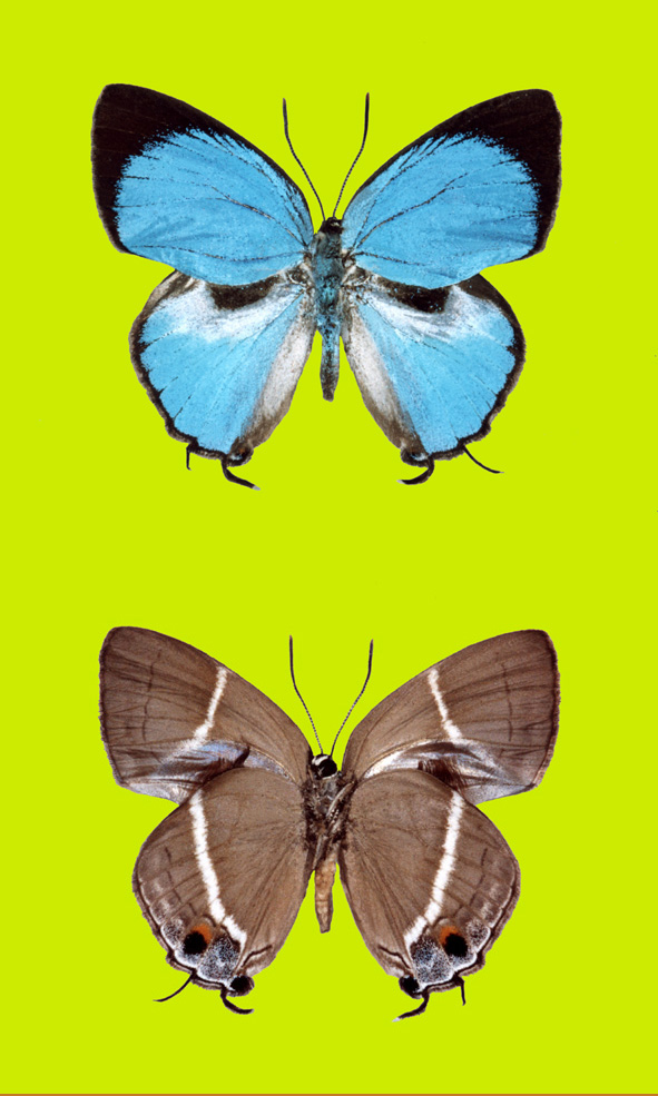 sssgamr - Tendências de apostas no Brasil